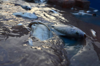Фотография к новости: Массовая гибель рыбы зарегистрирована в водоеме близ Алматы