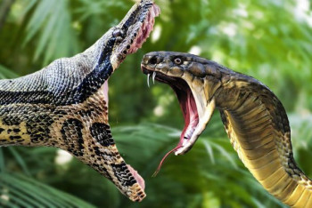 Фотография к новости: Ученые выяснили, что все змеи на Земле произошли от парочки выживших после удара астероида