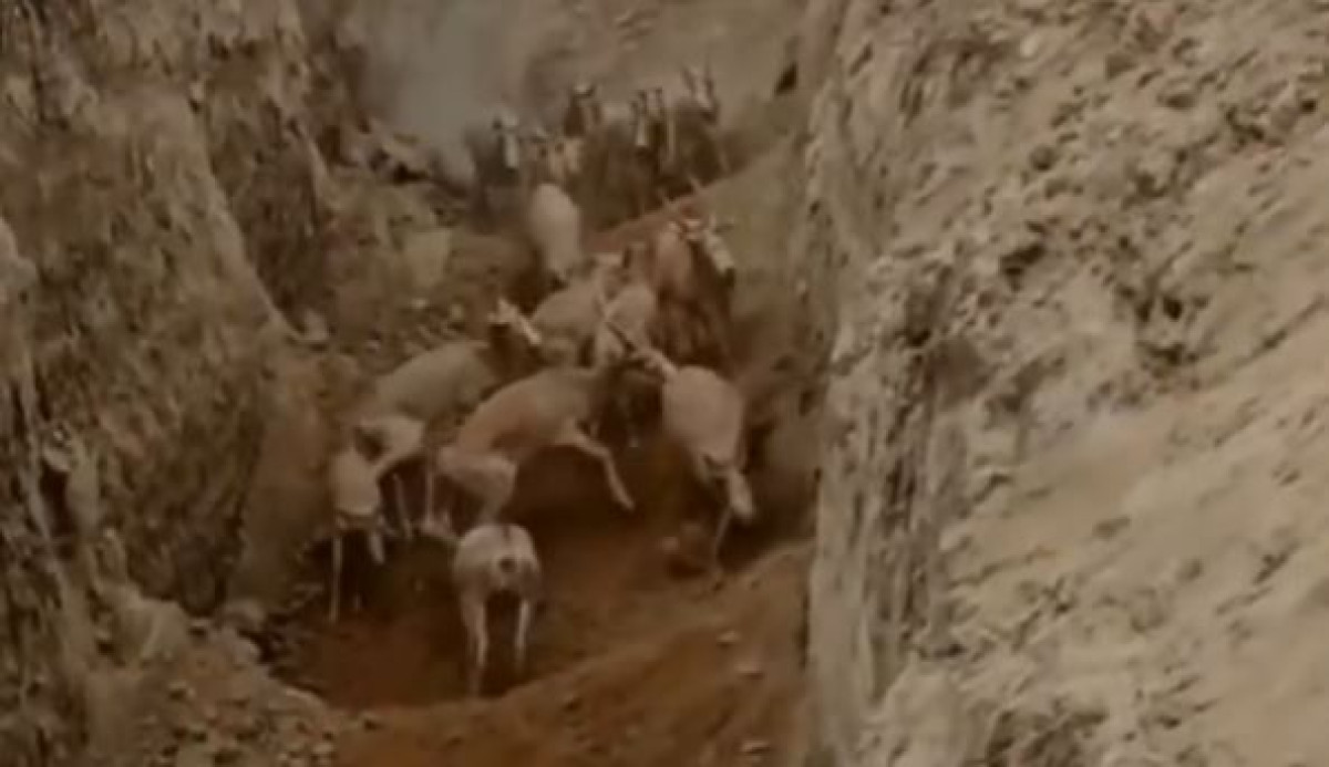 Стадо сайгаков попало в ловушку в Мангистау