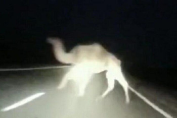 Фотография к новости: Верблюд стал причиной гибели водителя в Мангистау