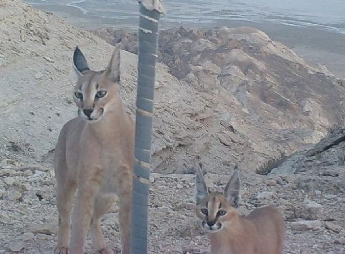 instagram/@ustirt_kz