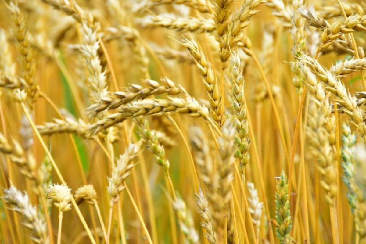 иллюстративное 