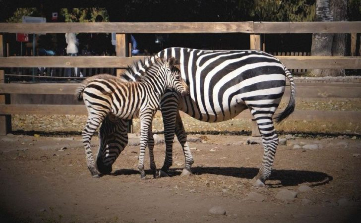 instagram/@almatyzoo