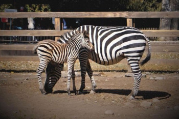 Фотография к новости: Краснокнижная зебра родила детеныша в Алматинском зоопарке