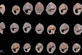 Фотография к новости: В Марокко нашли самое древнее в мире украшение