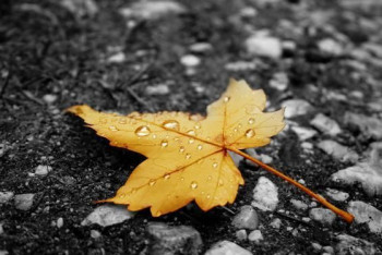 Фотография к новости: Дожди пройдут на большей части Казахстана