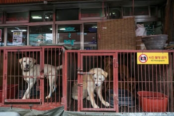 Фотография к новости: В Южной Корее хотят узаконить запрет на поедание собак