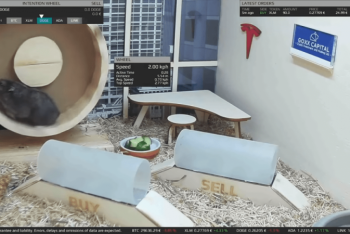 Фотография к новости: Успешный хомяк-криптотрейдер работает в Германии