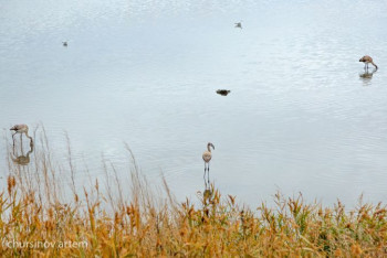 Фотография к новости: Фламинго могут "выселить" из Малого Талдыколя