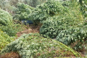 Фотография к новости: Порядка 2,5 тысяч кустов конопли выращивали два кызылординца