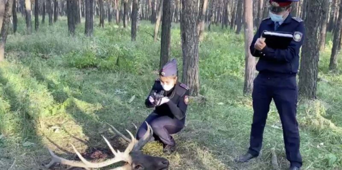 Двух егерей подозревают в браконьерстве в СКО