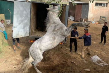 Фотография к новости: "Повезли на бойню" – в Сети обсуждают видео с лошадью из конного клуба Алматы