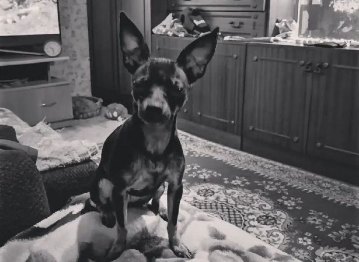 instagram/@dobro_hvostik_rudny