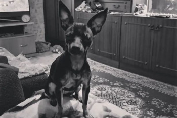 Фотография к новости: Женщина убила собаку, швырнув ее об асфальт в Рудном