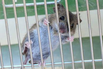 Фотография к новости: Мыши грустят, когда видят страдания других мышей - исследование