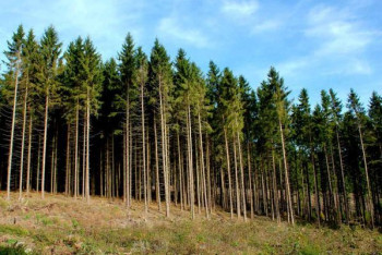 Фотография к новости: Ел ягоды и пил из водоемов: пропавшего акмолинца нашли в лесу