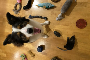 Фотография к новости: Собаки учат слова так же быстро, как и годовалые дети - исследование