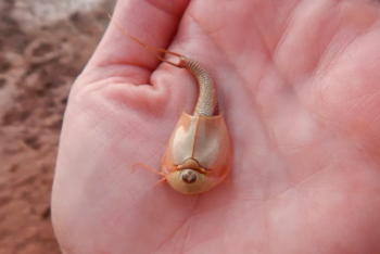 Фотография к новости: В пустыне в США неожиданно вылупились трехглазые "креветки-динозавры"