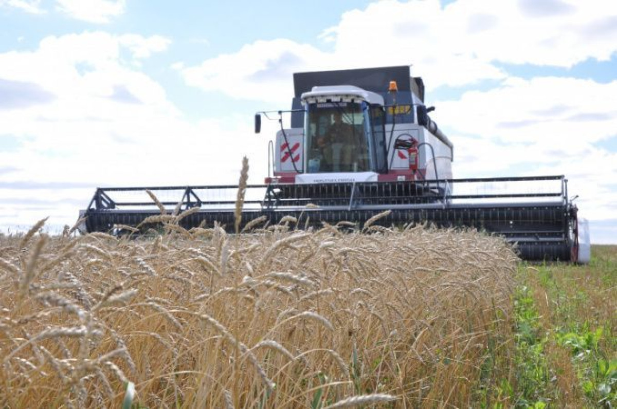 Сельское хозяйство Акмолинской области: что сделано за годы независимости