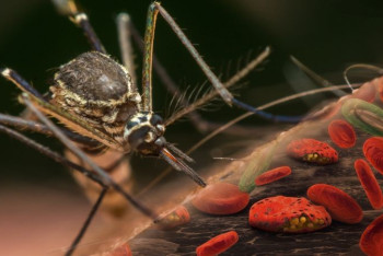 Фотография к новости: ВОЗ одобрила первую в мире вакцину от малярии