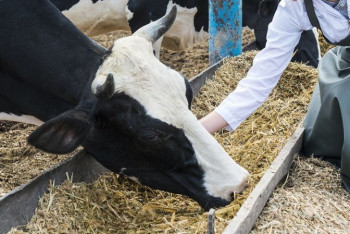 Фотография к новости: Скот отравился неизвестным химикатом в Карагандинской области