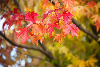 Фотография к новости: Теплая погода снова придет в Казахстан