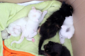 Фотография к новости: Не топить котят в унитазе просят жителей Караганды