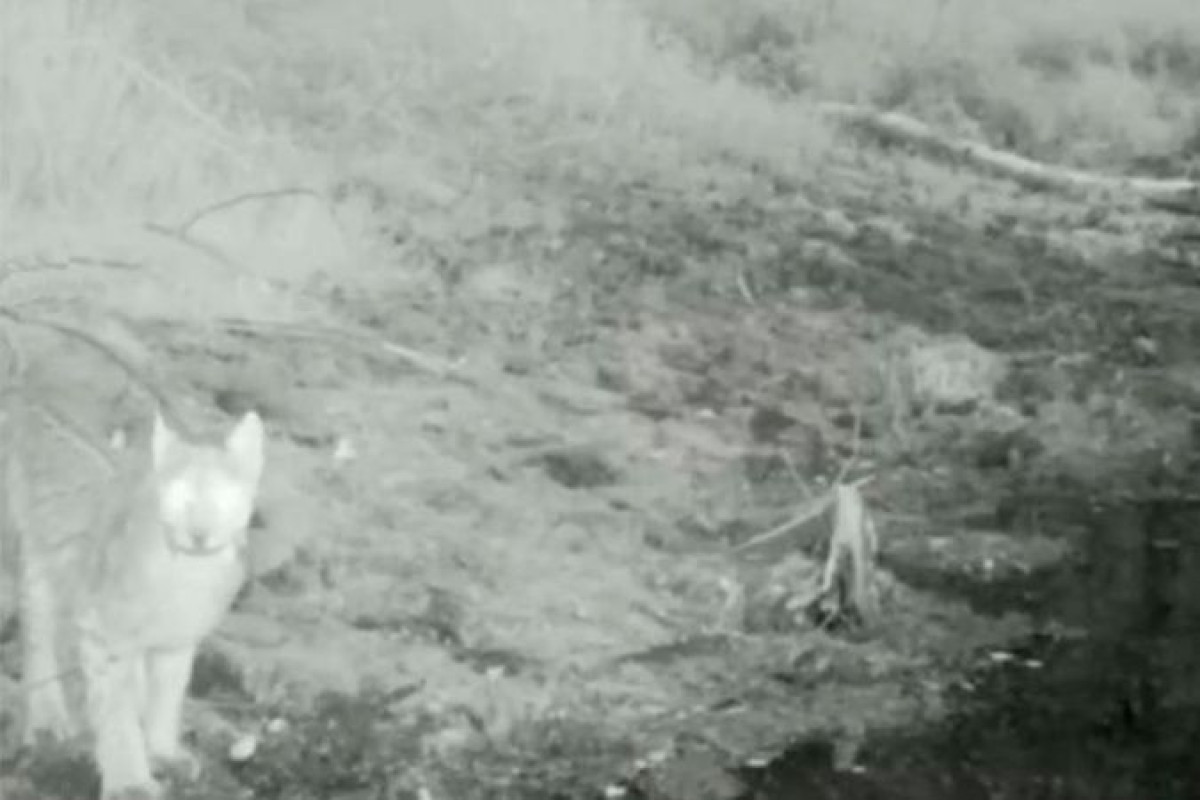 Рысь попала в фотоловушку в нацпарке "Бурабай"