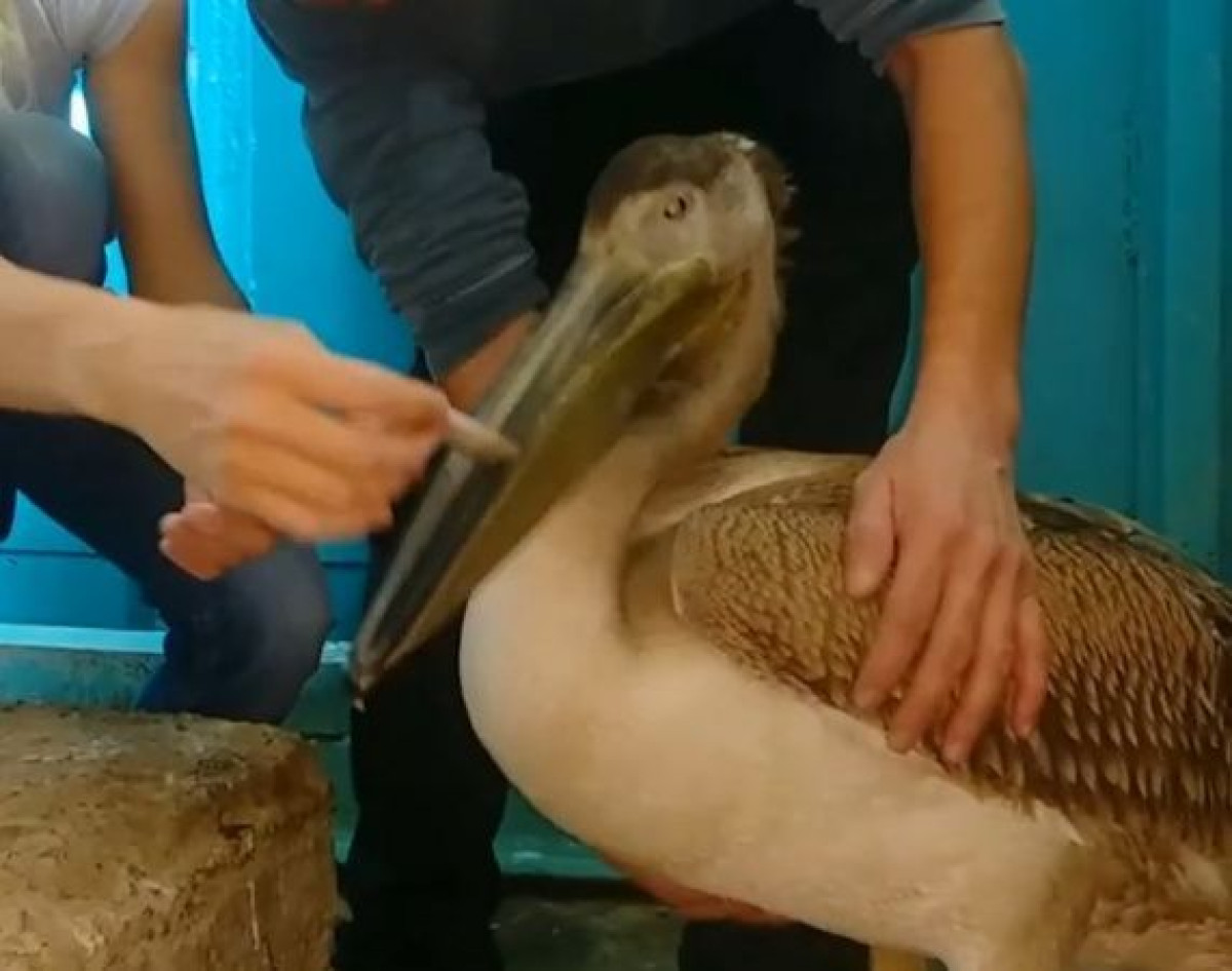 Алматинский зоопарк приютил пеликана, найденного в ВКО