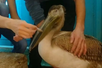 Фотография к новости: Алматинский зоопарк приютил пеликана, найденного в ВКО