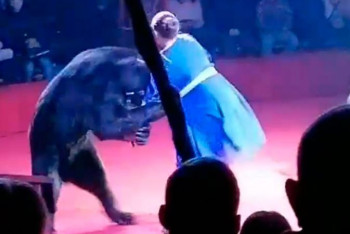 Фотография к новости: Медведь напал на дрессировщицу во время выступления в цирке