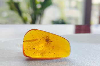 Фотография к новости: Ученые нашли краба в куске янтаря, которому 100 млн лет