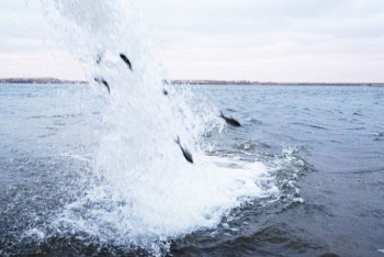 Фотография к новости: Молодь ценных пород рыб выпущена в Кояндинское водохранилище