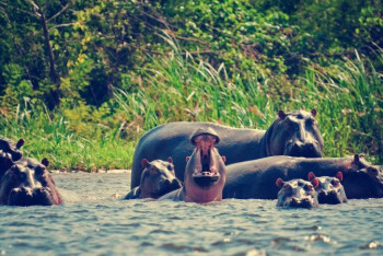 Фотография к новости: Суд приравнял бегемотов Пабло Эскобара к людям