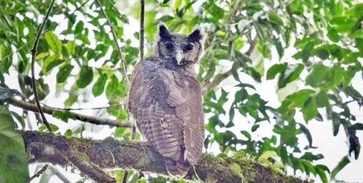 Robert Willians/Imperial College London