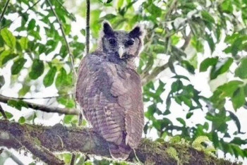 Фотография к новости: В Африке нашли сову, прятавшуюся от людей 150 лет