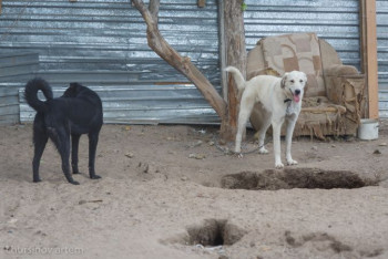 Фотография к новости: Ужесточение наказания за издевательства над животными одобрил Мажилис