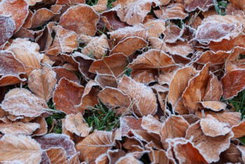 Фотография к новости: Осень окончательно придет в Казахстан в выходные