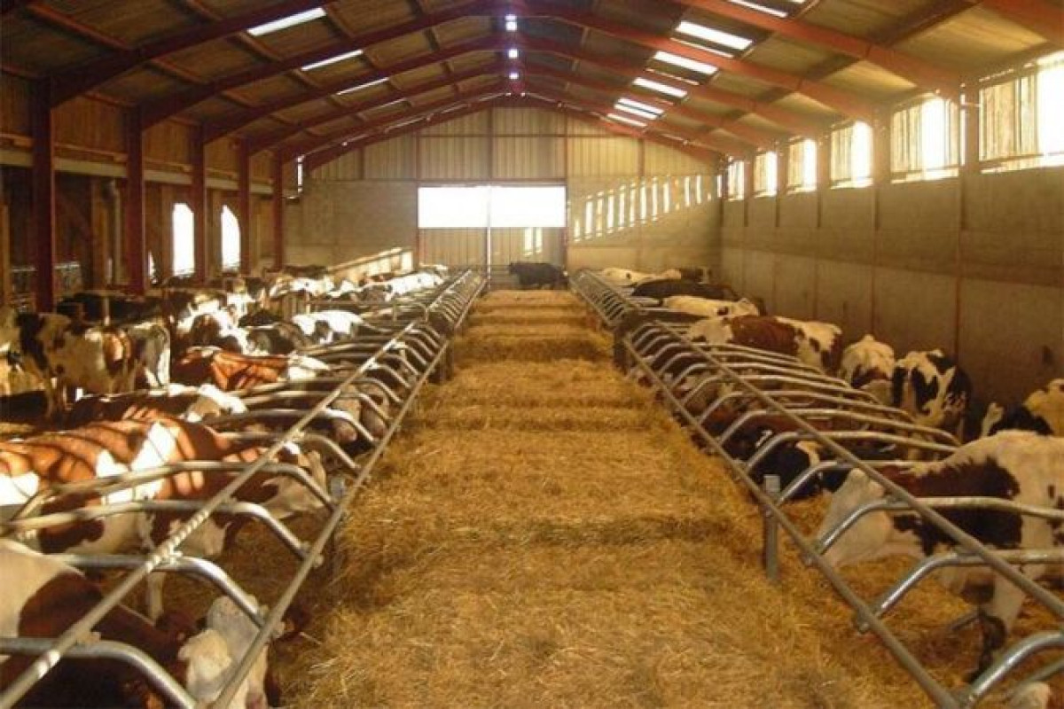 85 мясных ферм создано с начала года в Акмолинской области