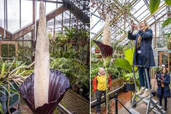 Фотография к новости: В Нидерландах впервые за 25 лет расцвело "растение-пенис"