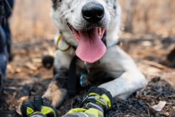 Фотография к новости: Пес получил медаль Международного фонда защиты животных