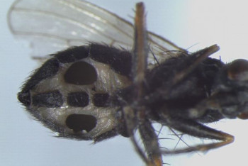 Фотография к новости: Грибы-паразиты превращают мух в некрофилов