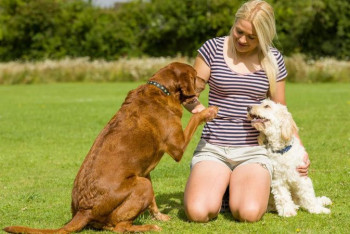 Фотография к новости: Почему собаки наклоняют голову, когда им что-то говорят