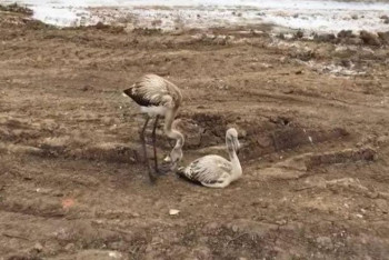 Фотография к новости: Замеченных на стройке двух фламинго ищут в Нур-Султане