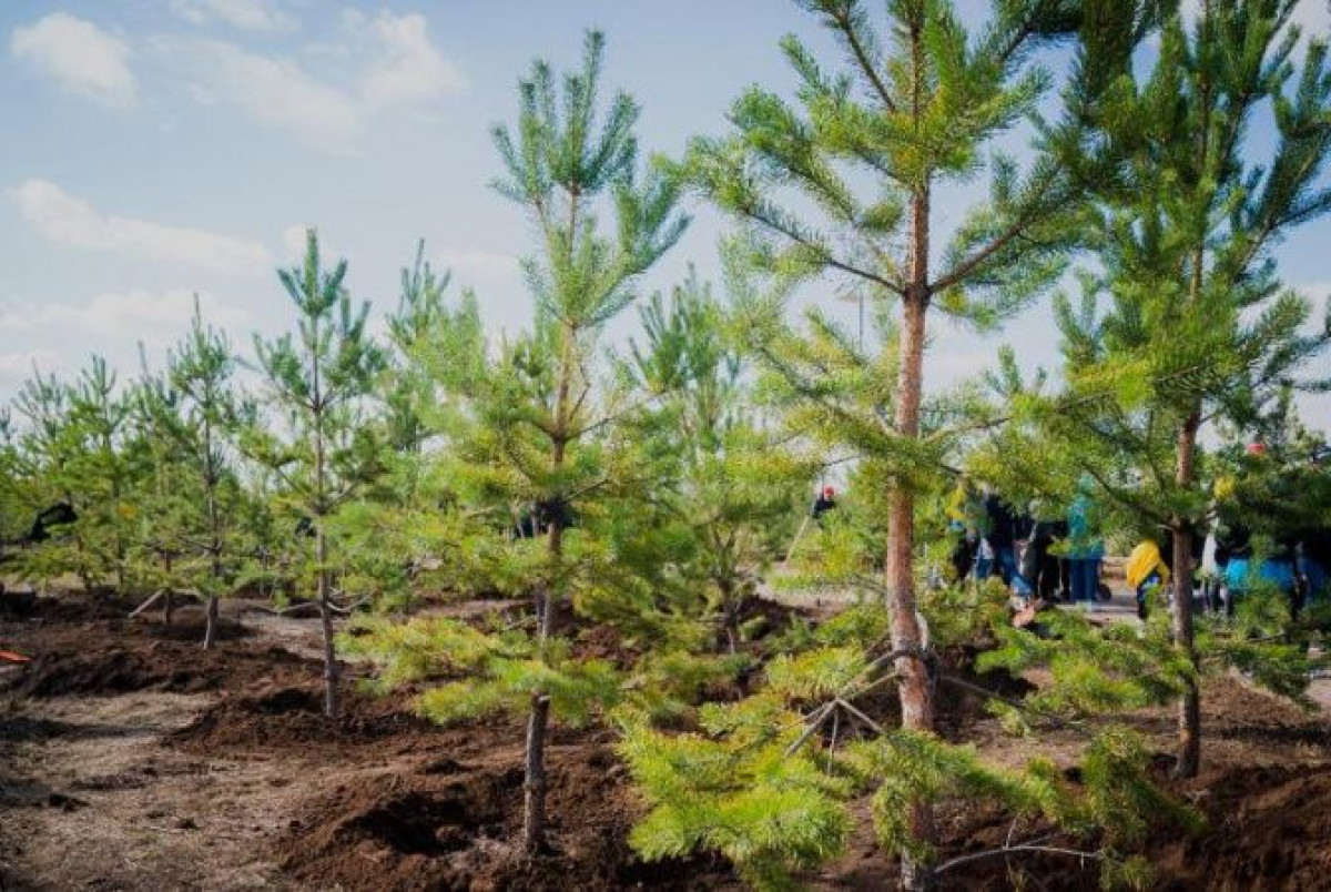 20 тысяч деревьев посадили в Нур-Султане