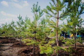 Фотография к новости: 20 тысяч деревьев посадили в Нур-Султане