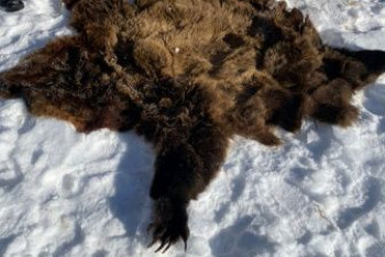 Фотография к новости: Три года тюрьмы грозит жителю ВКО за убийство медведя