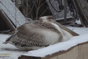 Фотография к новости: Краснокнижный пеликан прилетел к сельчанам в СКО