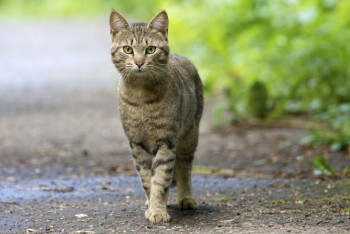 Фотография к новости: Кошки следят за хозяевами, даже если их не видят