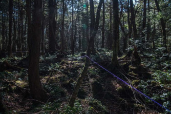 Фотография к новости: Мужчина повесился за общежитием КазНУ в Алматы